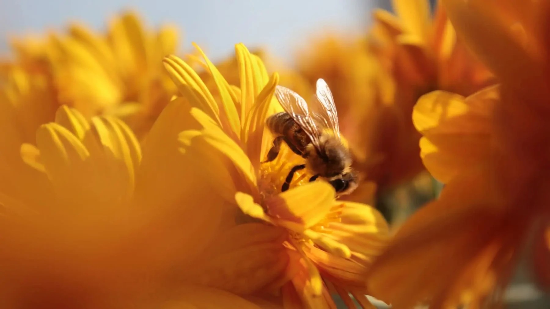 Bee in flower field